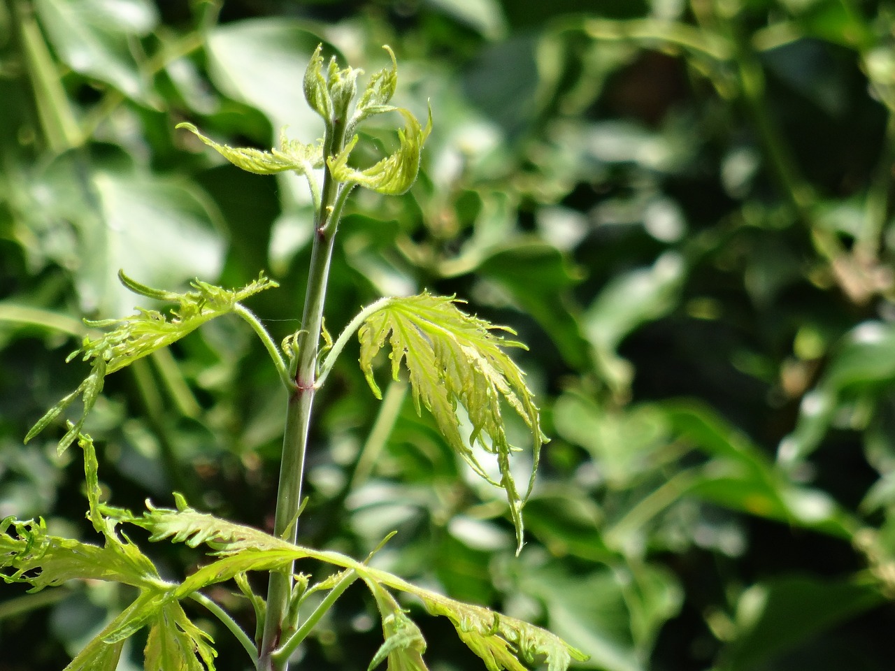 plant leaf stem free photo