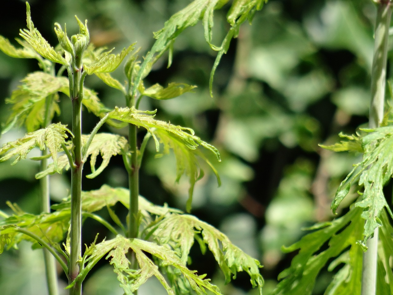 plant leaf stem free photo