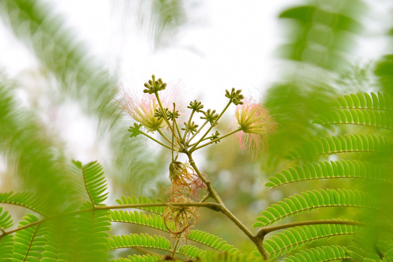 plant tree exotic free photo