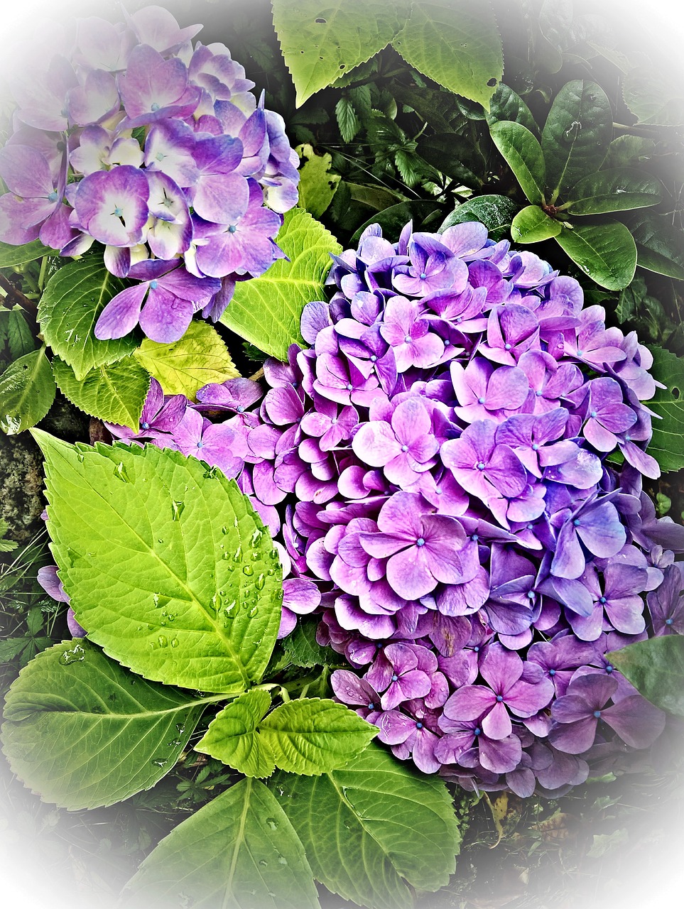 plant hydrangea shrub free photo