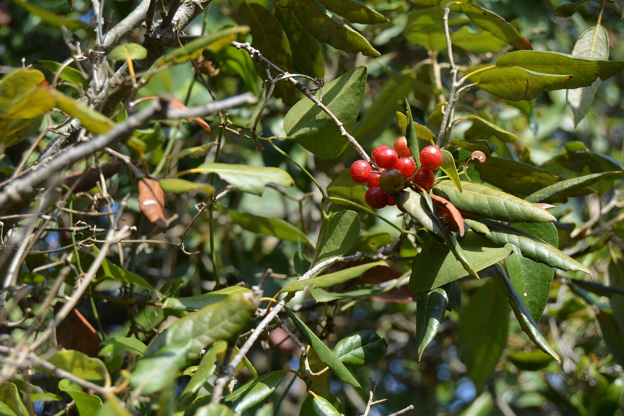 plant berry red free photo