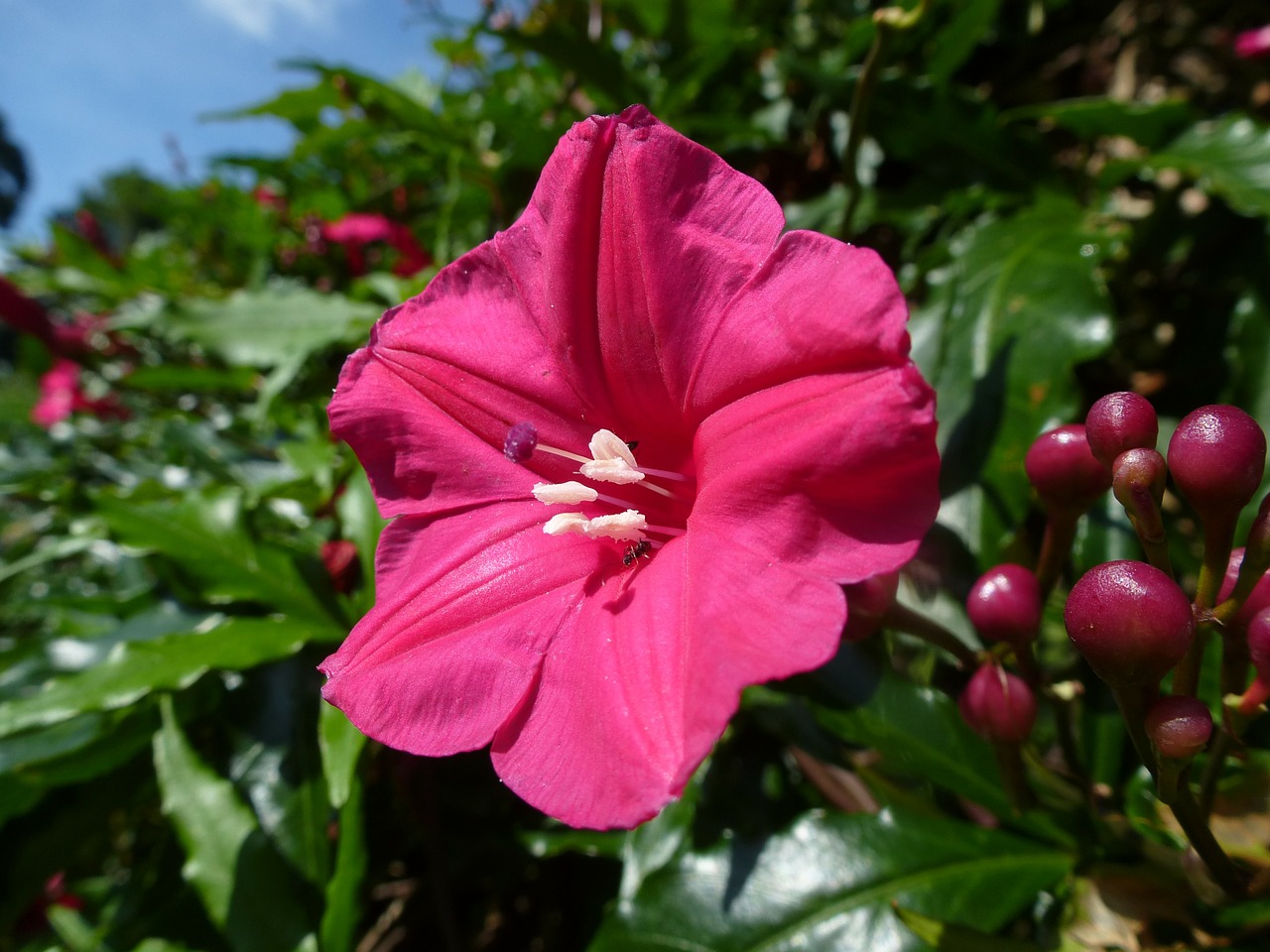 plant flower sri lanka free photo