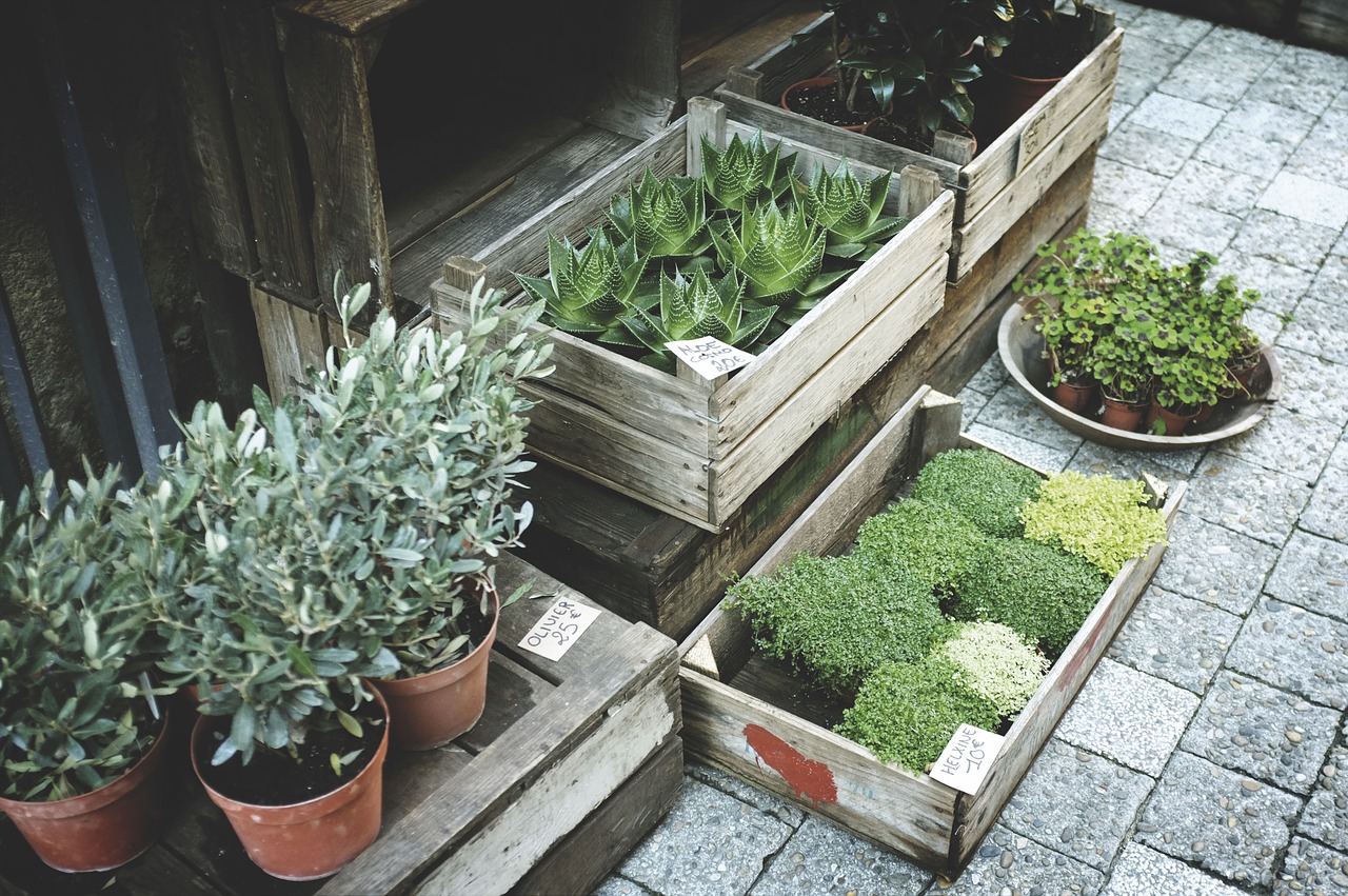 plant garden leaves free photo