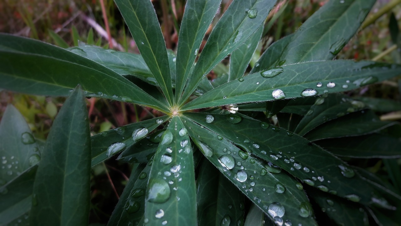 plant macro nature free photo