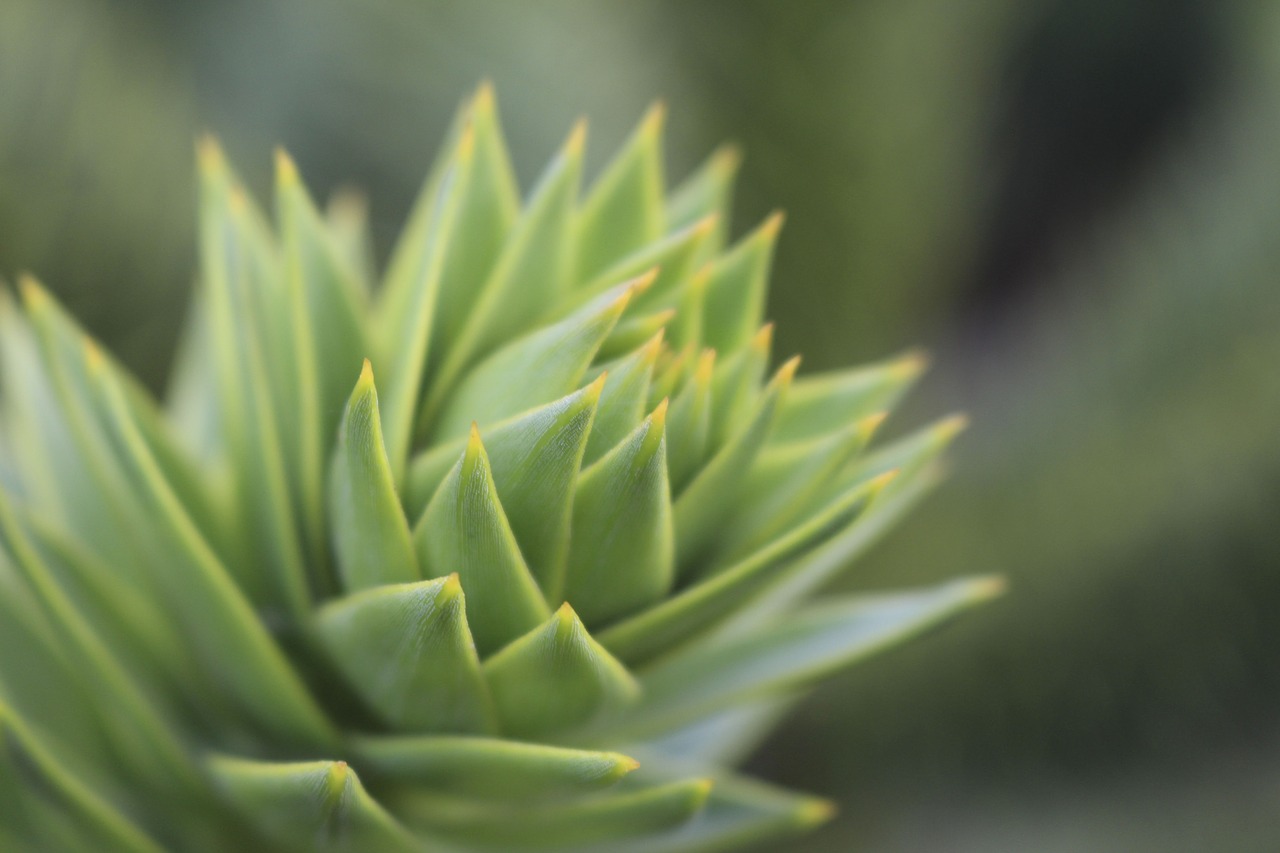 plant garden leaves free photo