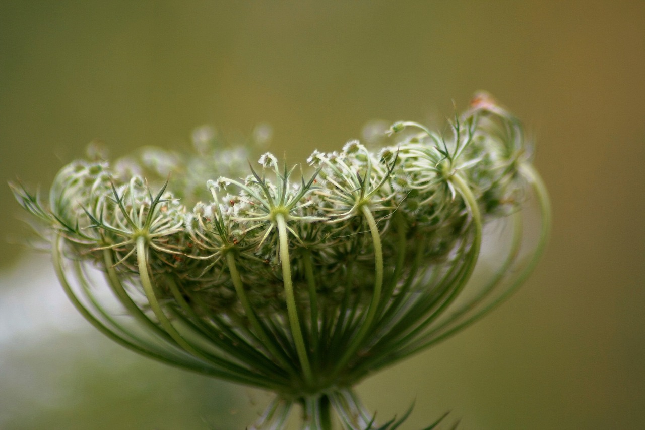 plant weed parsley free photo