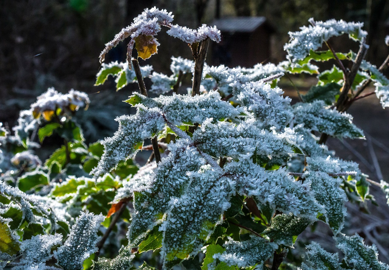 plant frozen frosted free photo