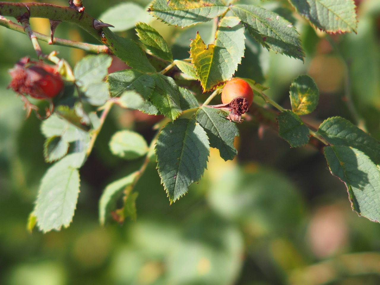 plant leaf summer free photo