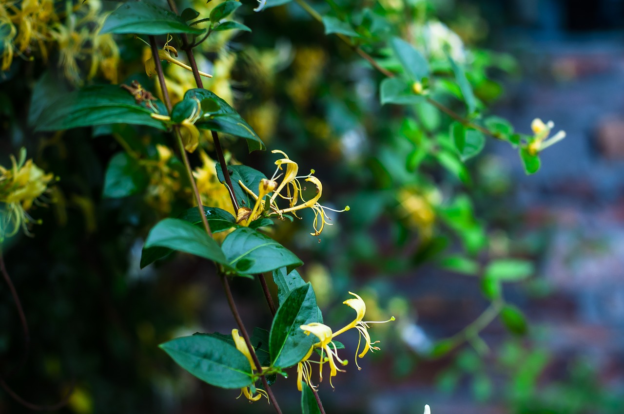 plant honeysuckle fresh free photo