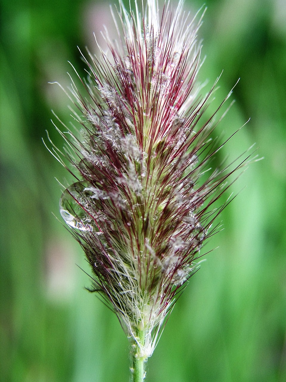 plant grass water drops free photo