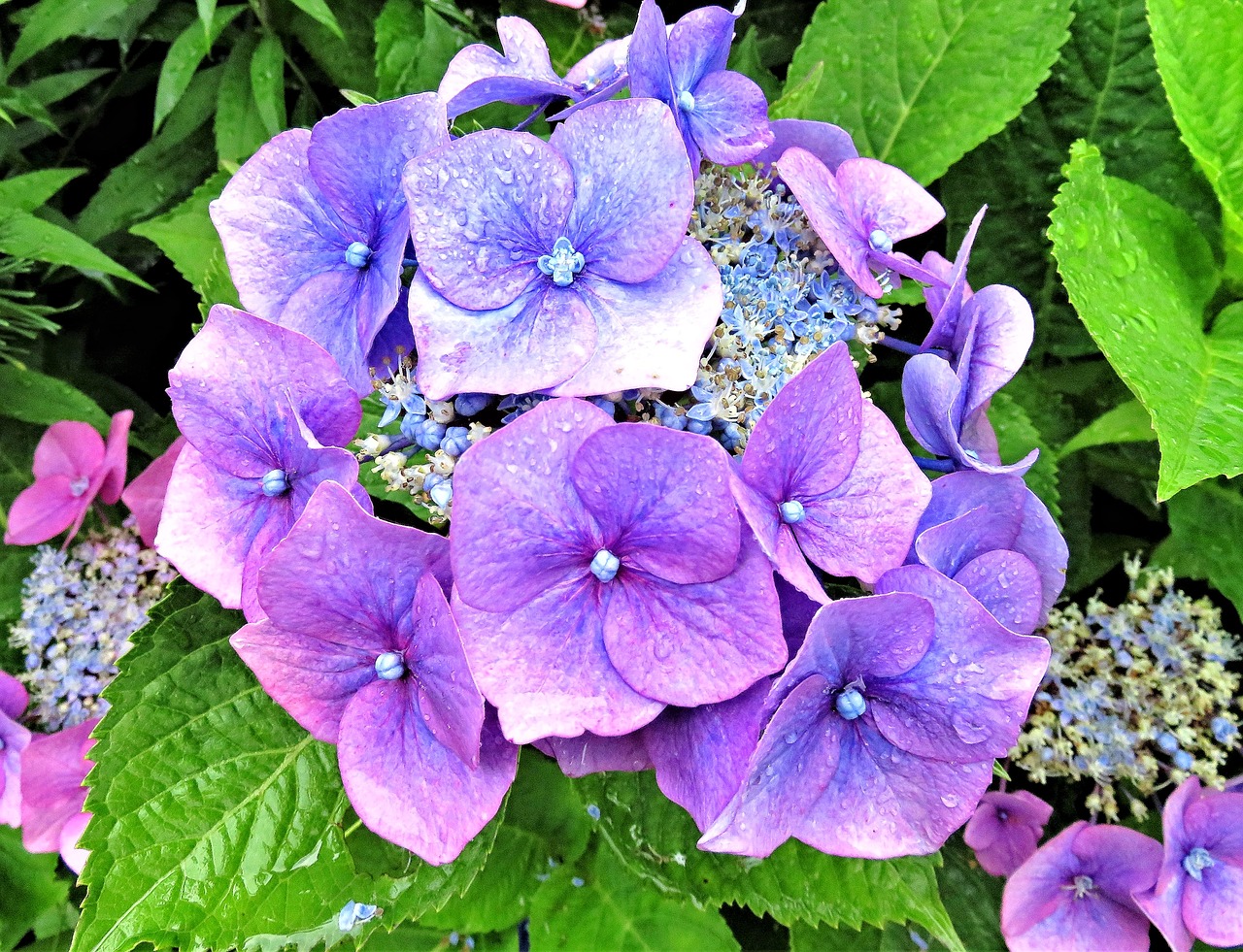 plant flower hydrangea free photo