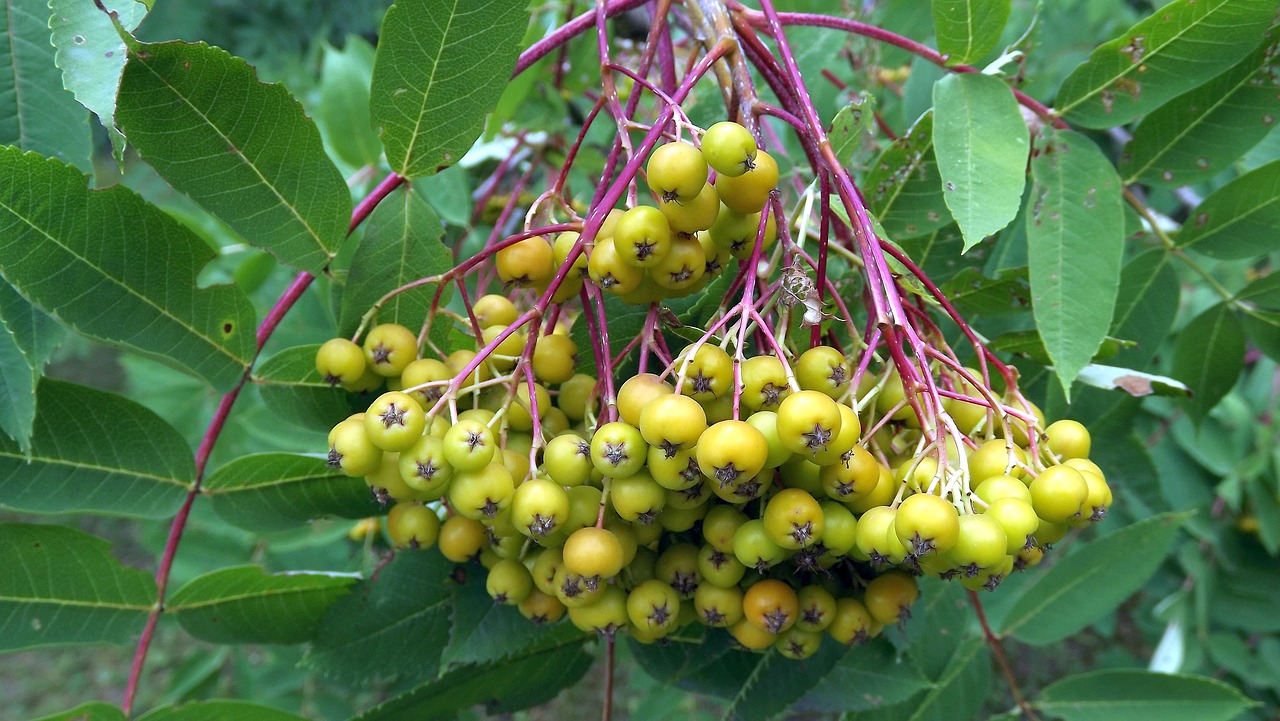 plant tree foliage free photo