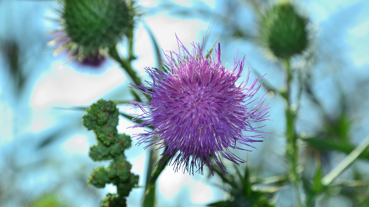 plant closeup nature free photo