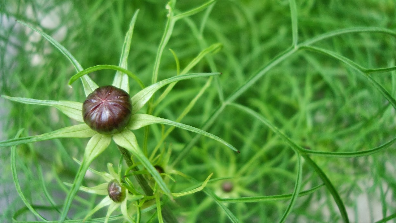 plant blooming symmetry free photo