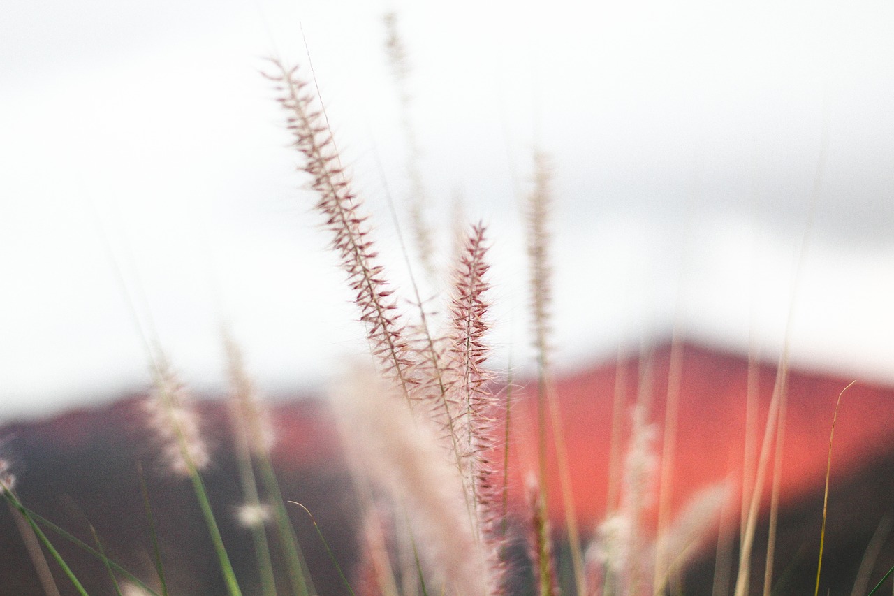 plant nature bokeh free photo