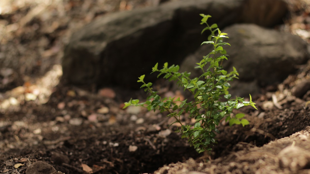 plant nature forest free photo