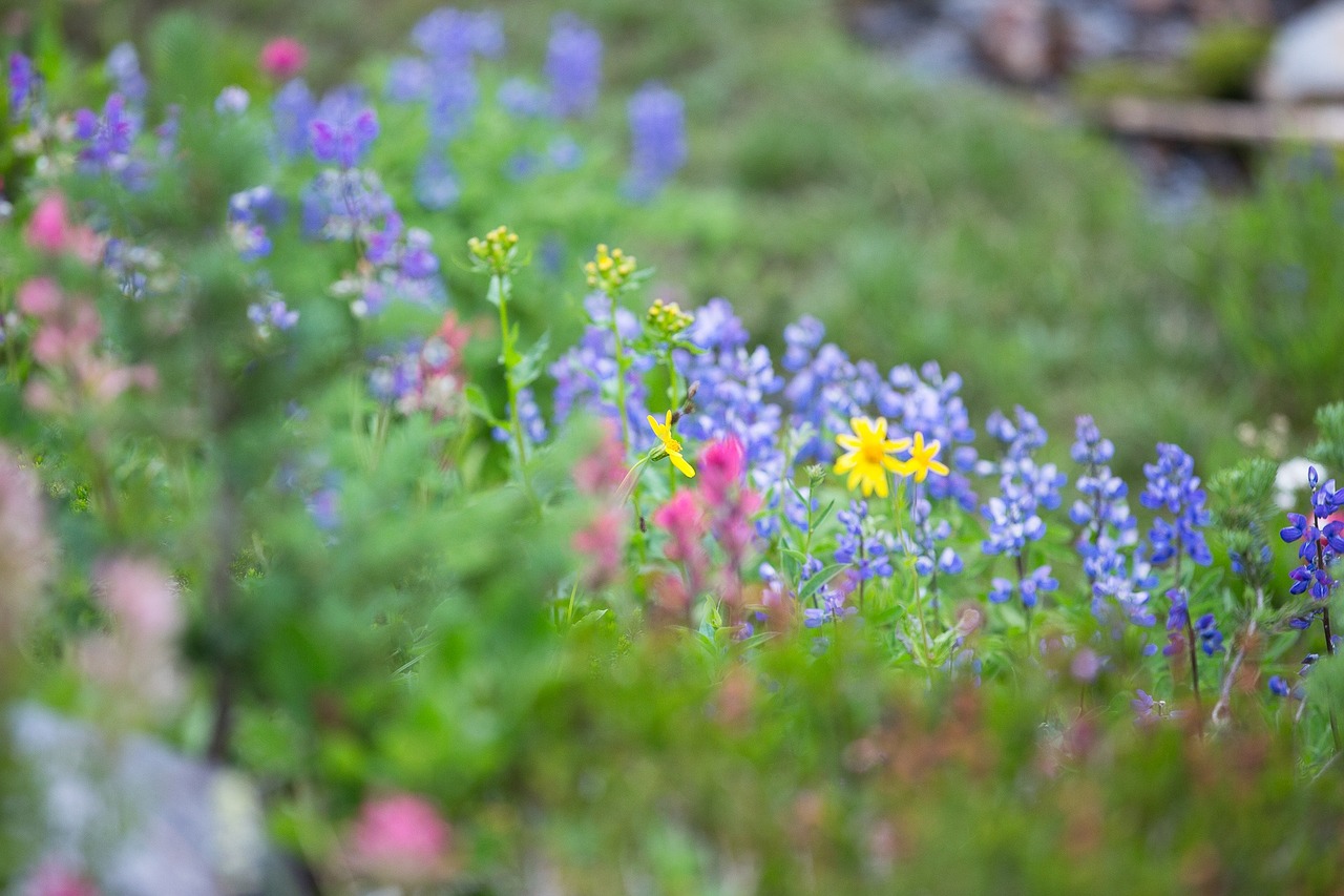 plant garden green free photo