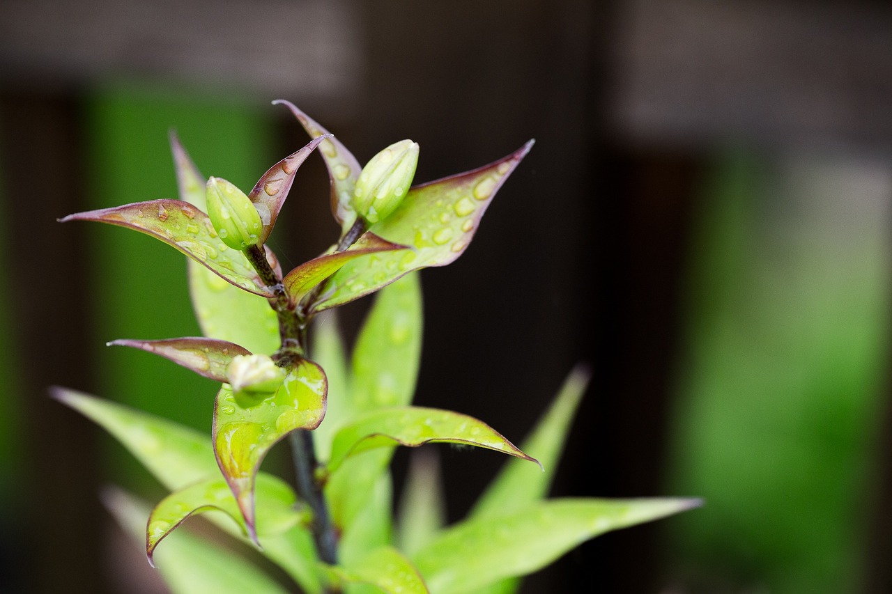 plant garden green free photo