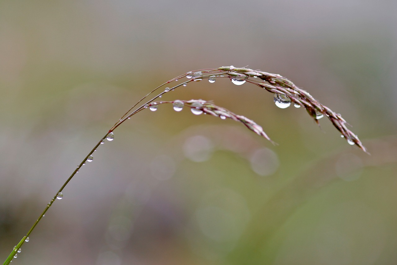 plant water drop free photo