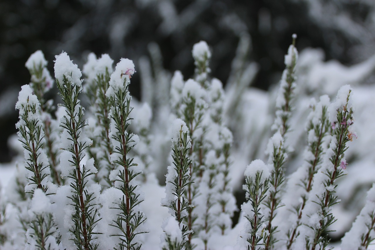 plant nature snow free photo