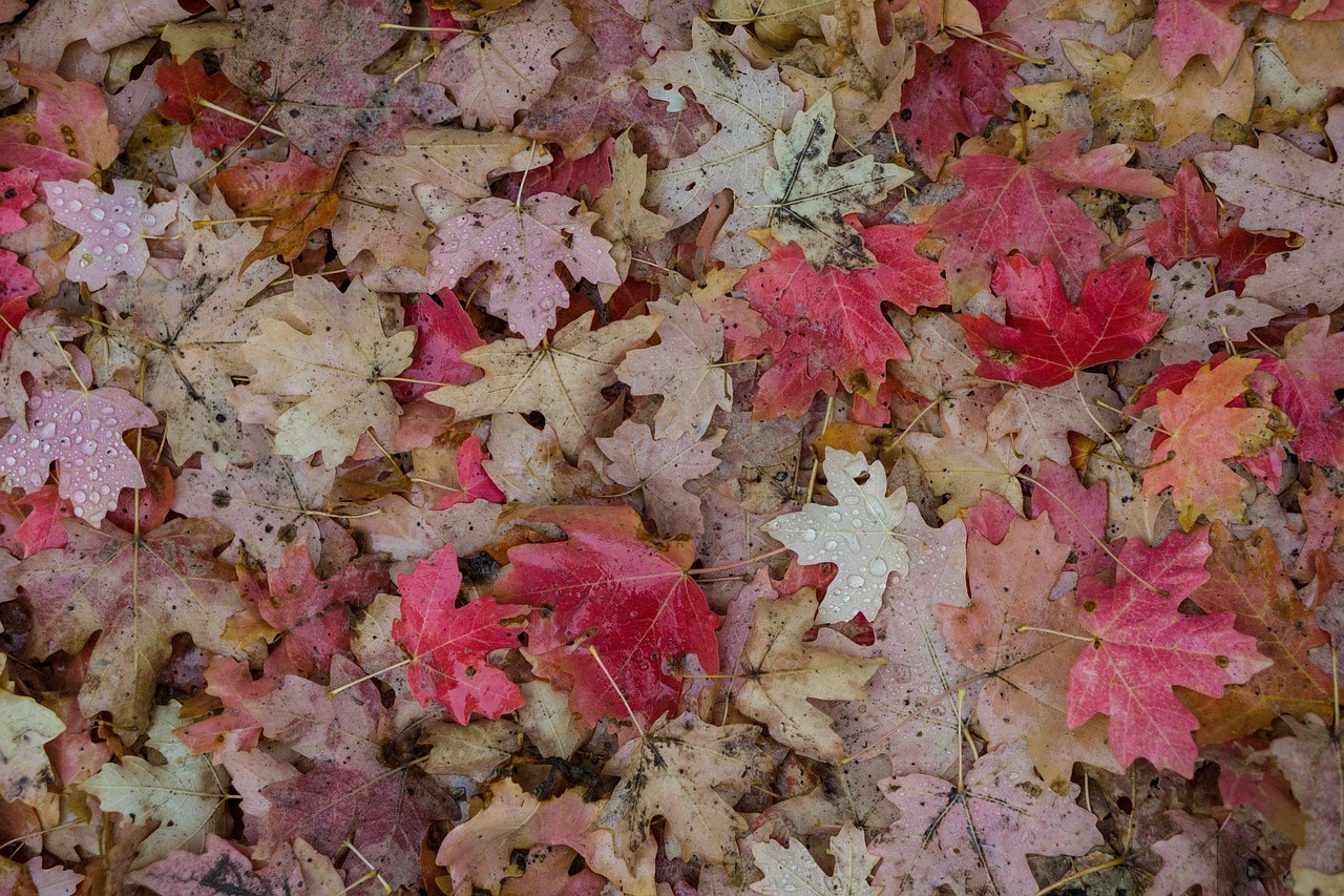 plant leaf fall free photo