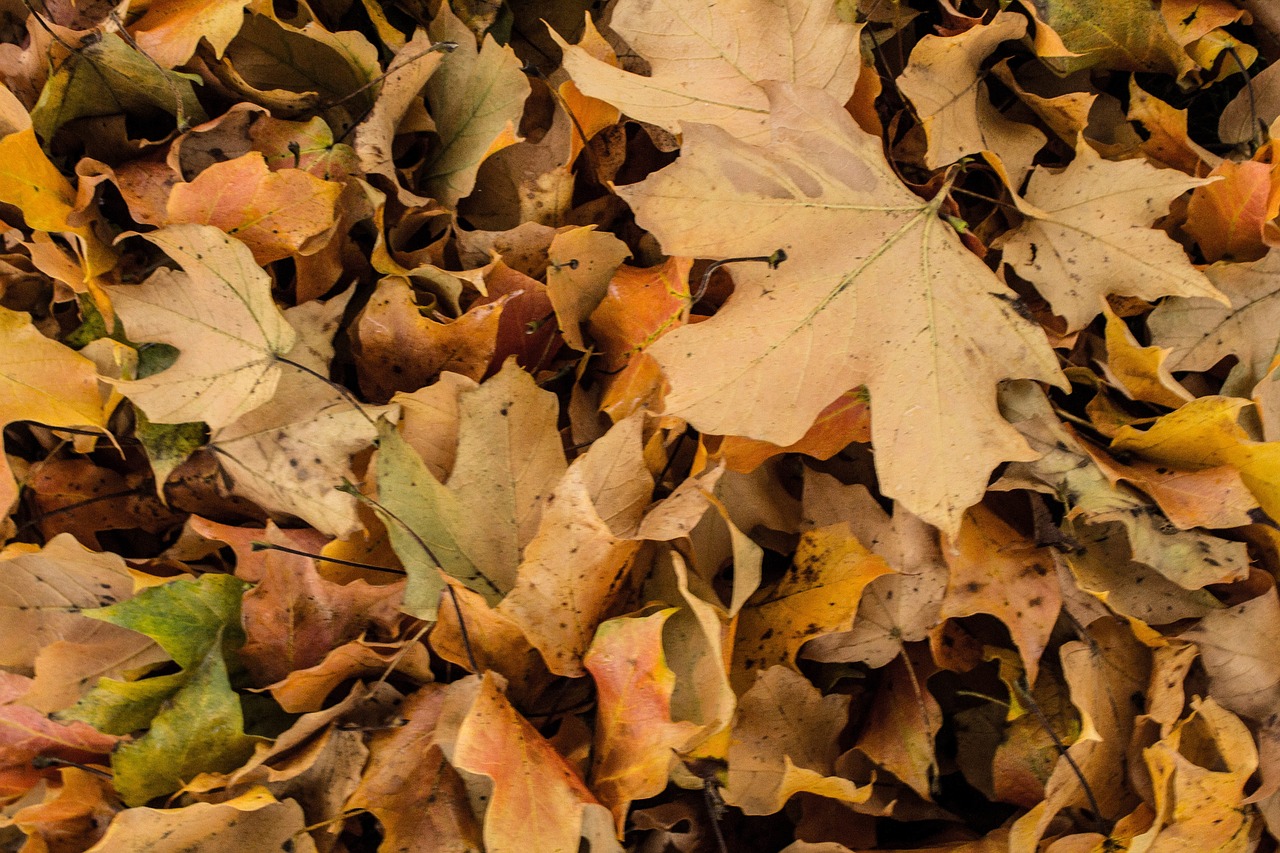 plant leaves fall free photo