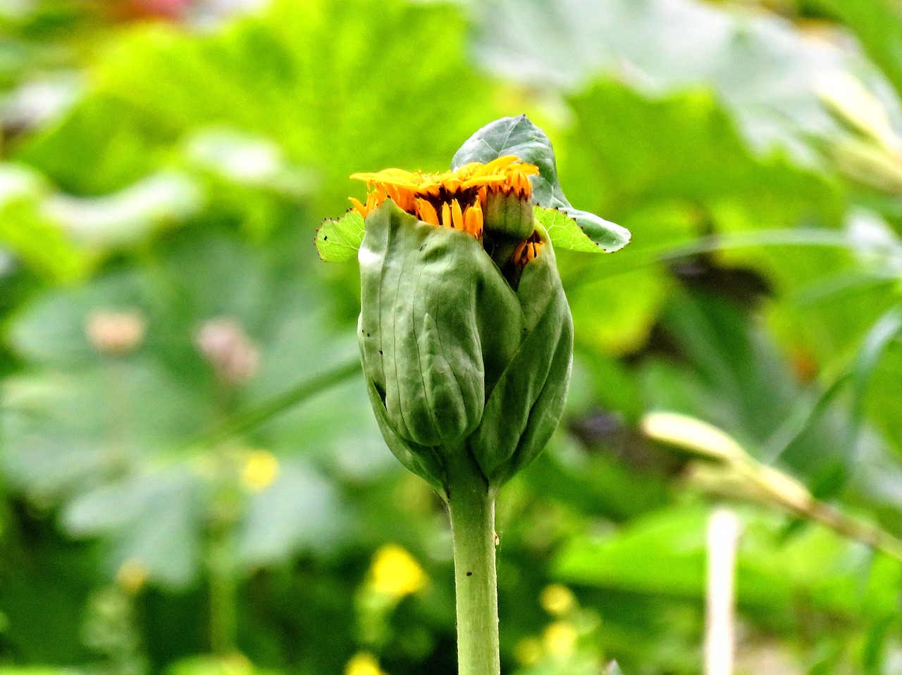 plant flower bud free photo