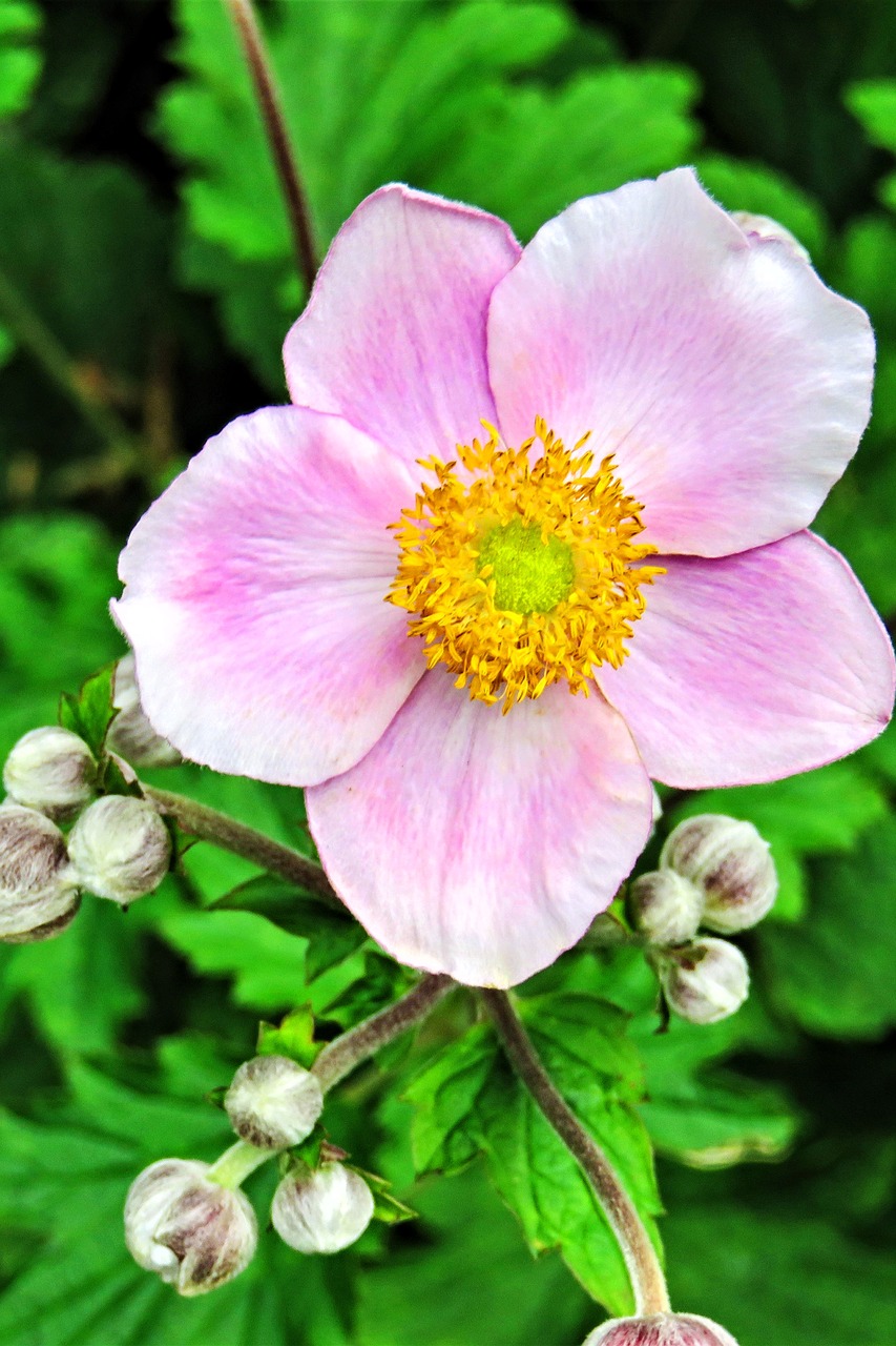 plant fall anemone japanese anemone free photo