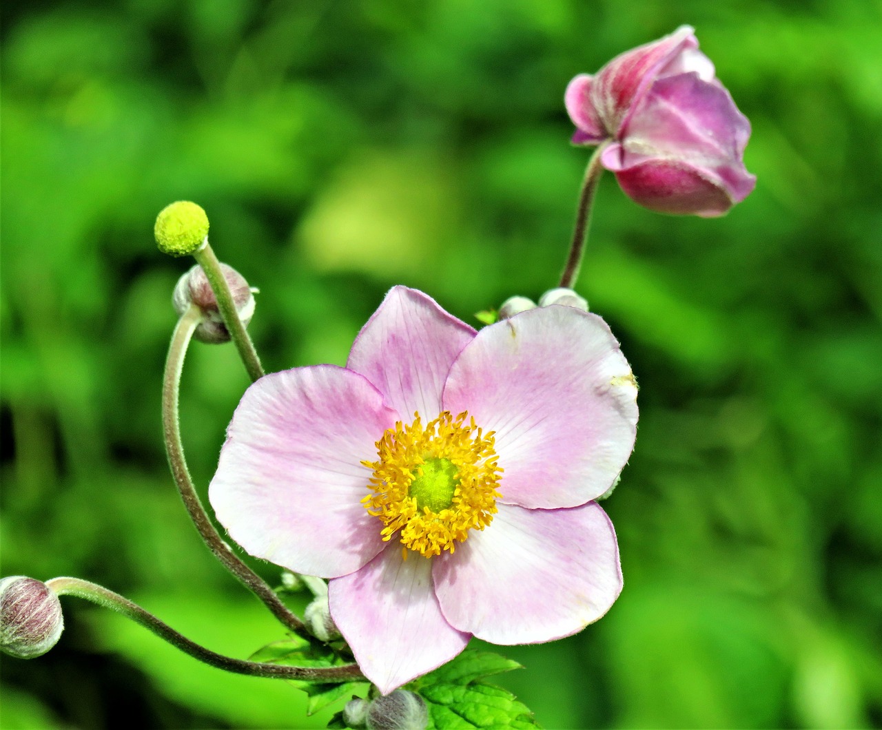 plant fall anemone japanese anemone free photo