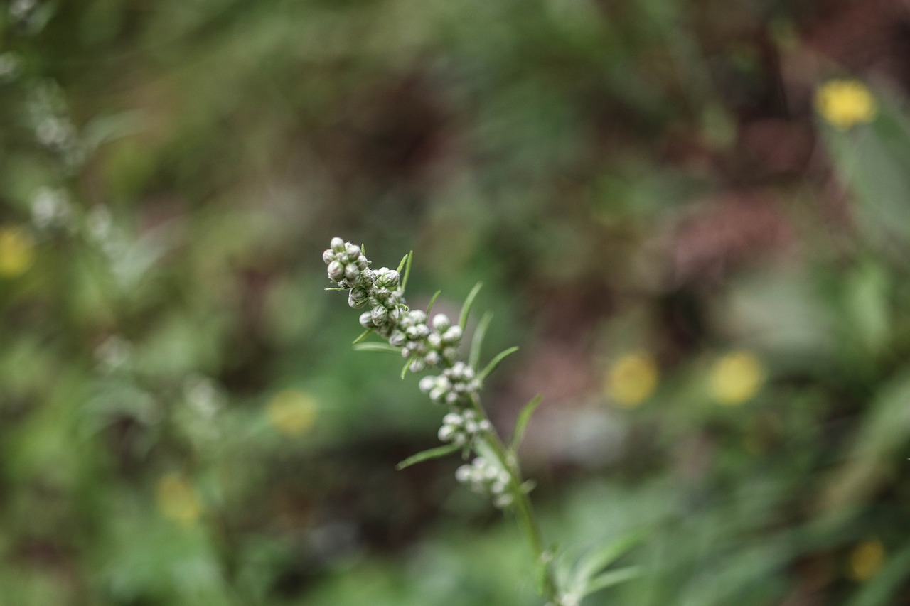 plant growth green free photo