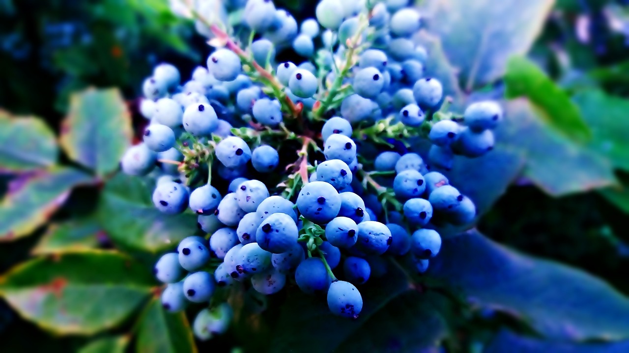 plant berries blue free photo