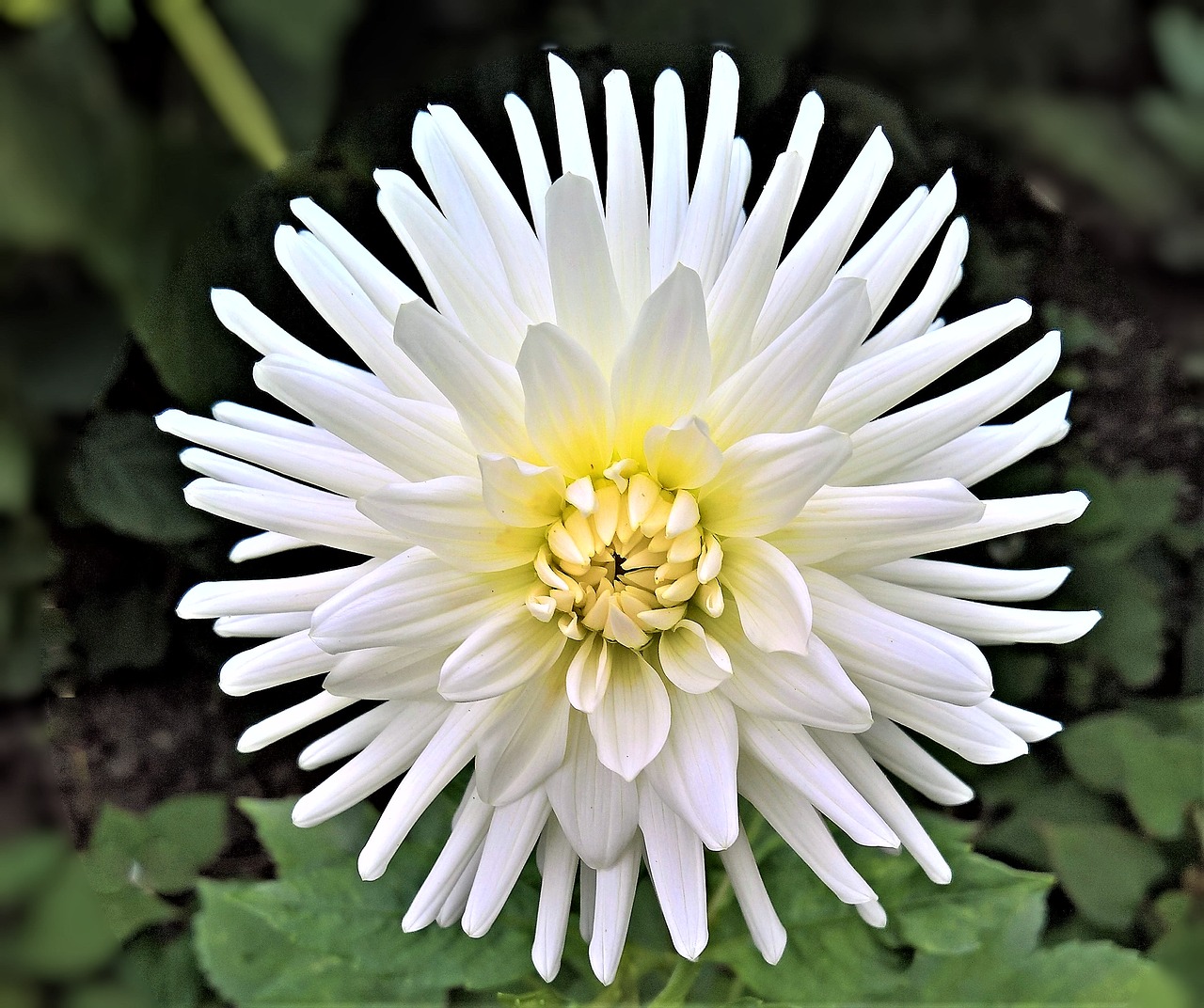 plant dahlia chrysanthemum free photo