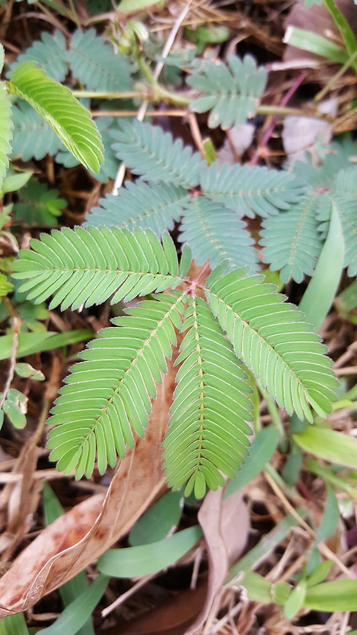 plant green nature free photo