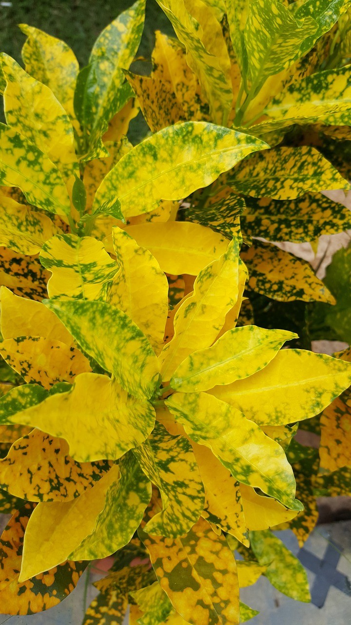 plant yellow yellow flowers free photo