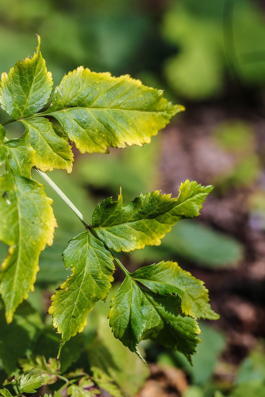 plant leaves green free photo