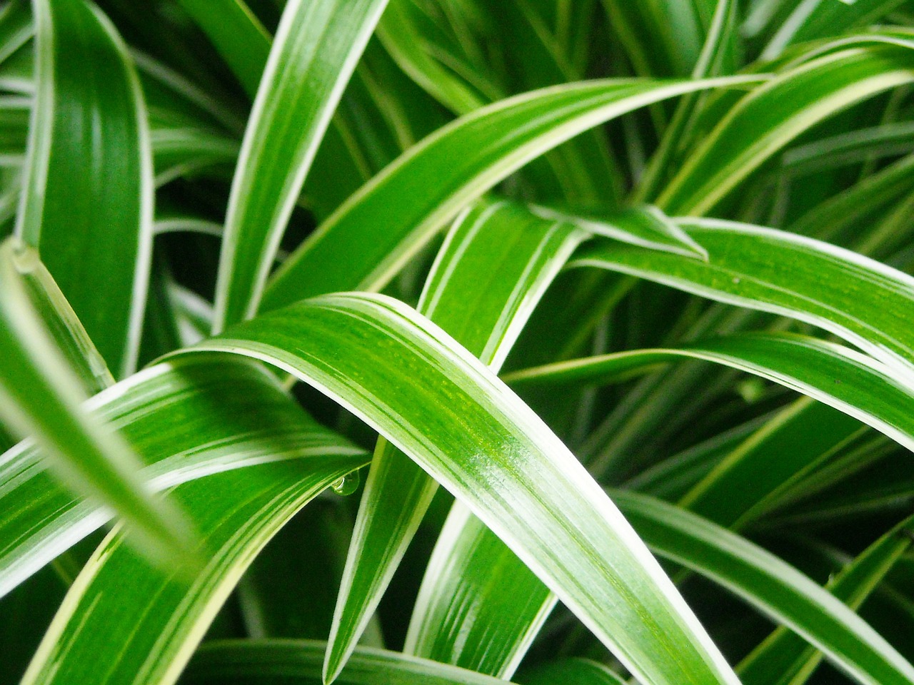 plant ornamental leaf free photo