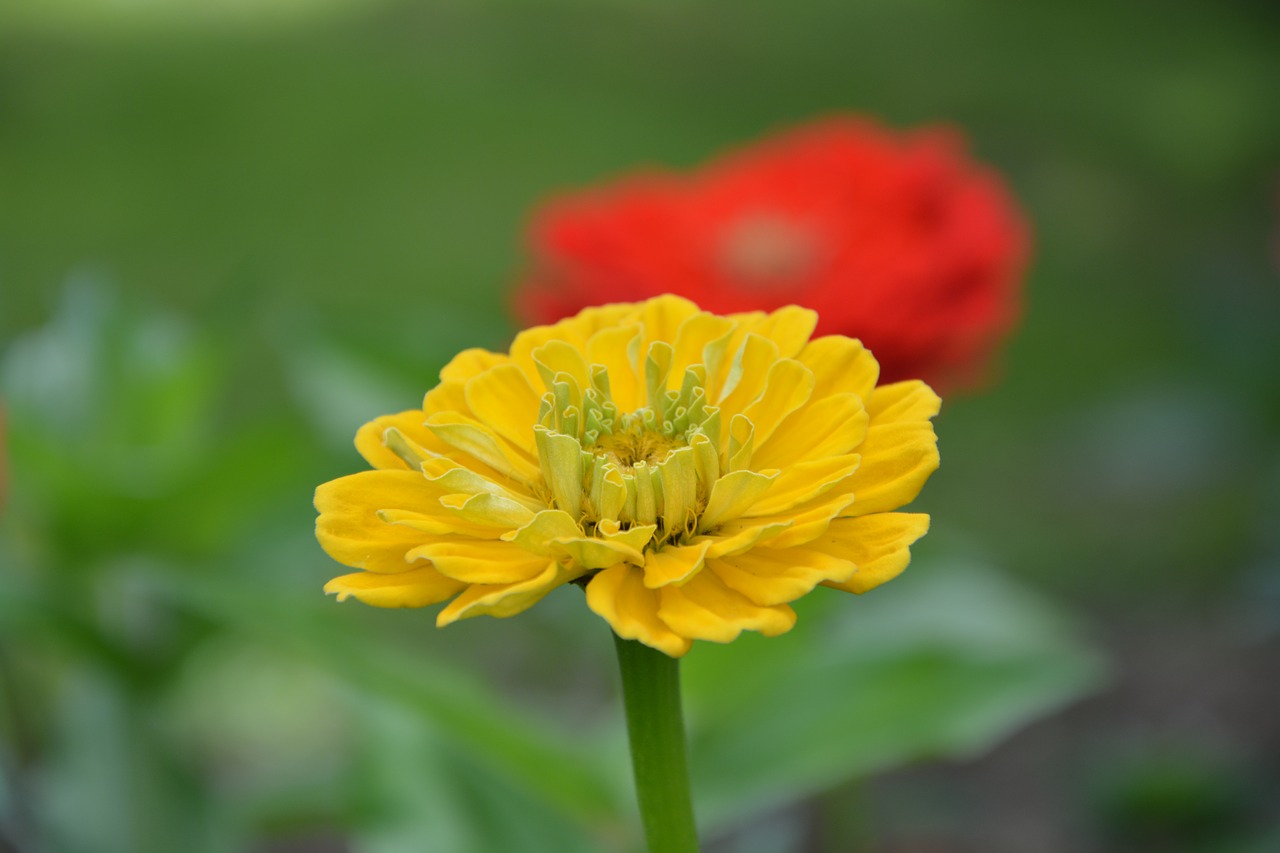 plant flower yellow free photo