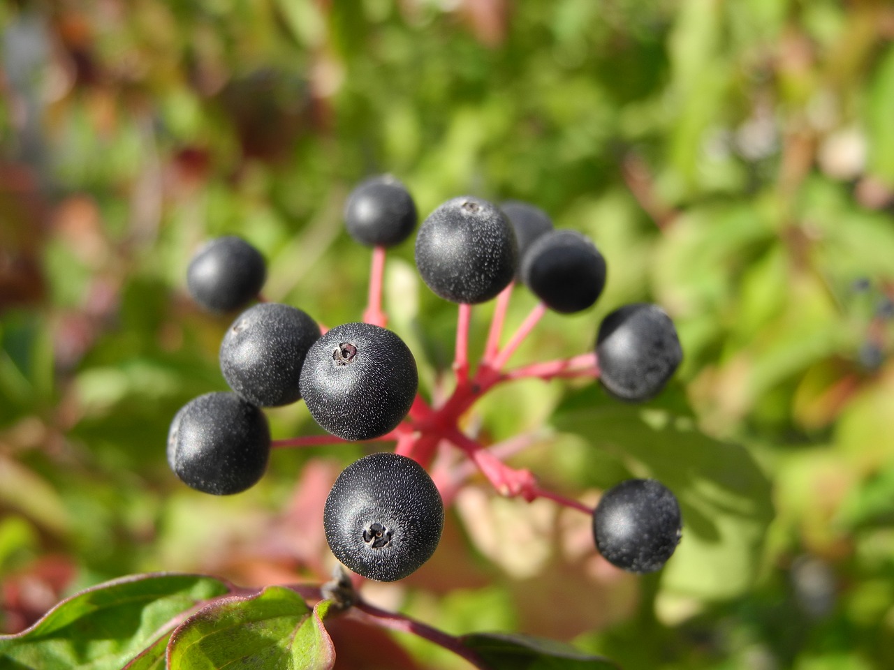 plant black balls nature free photo