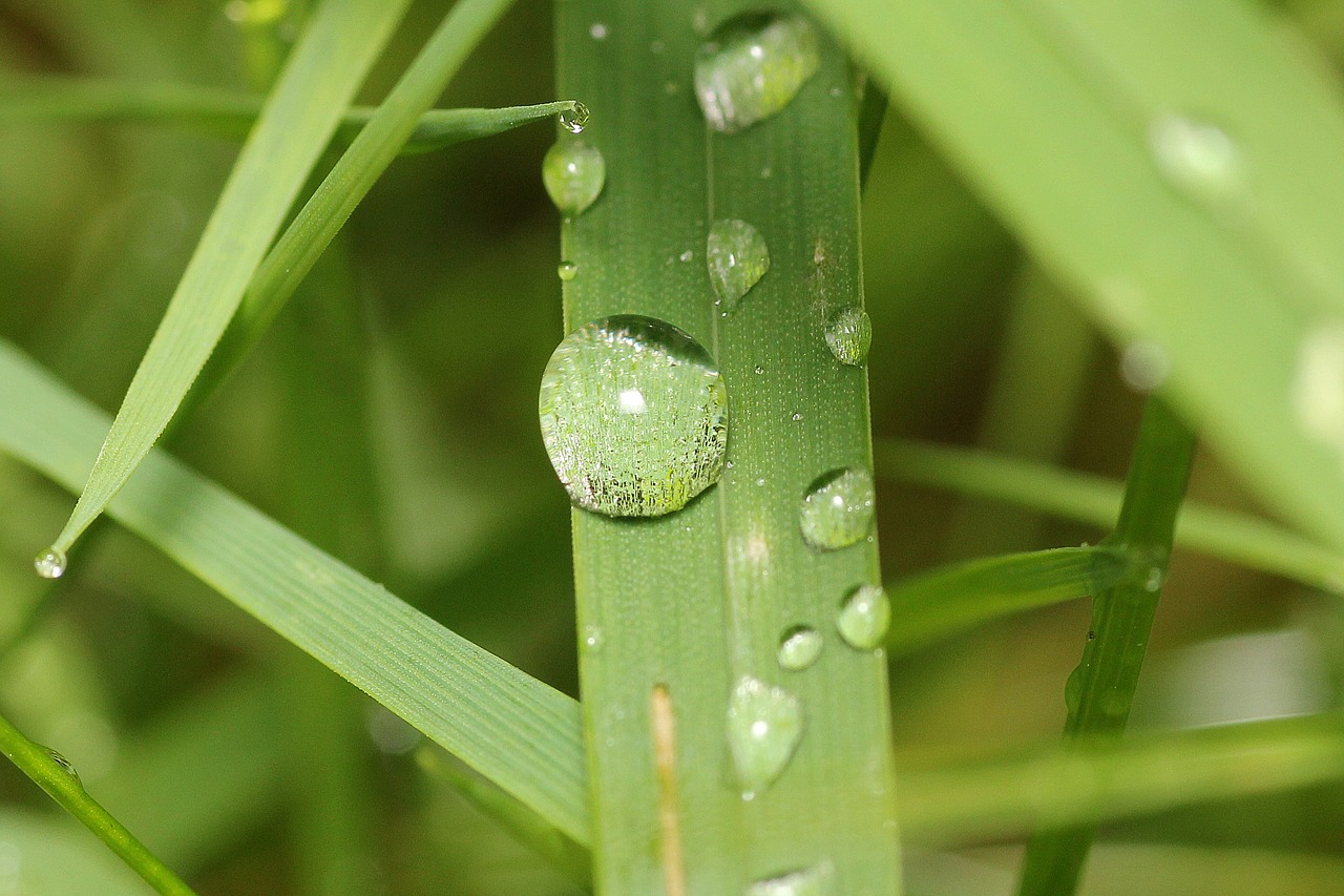 plant drop of water water free photo