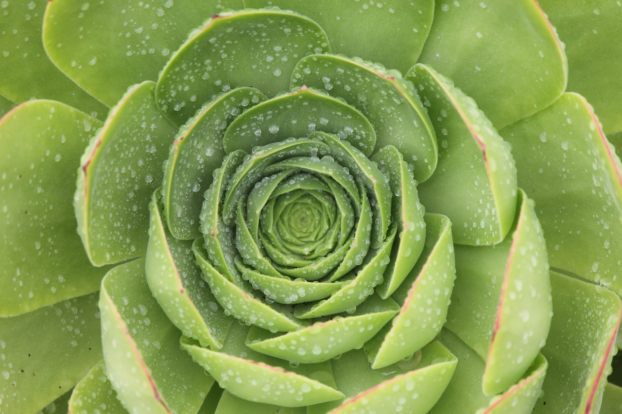 plant green wet free photo