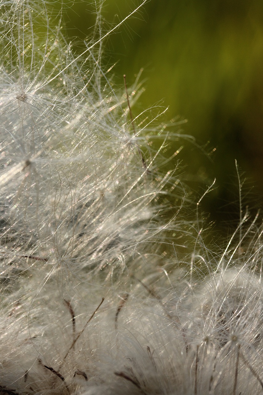 plant feather nature free photo