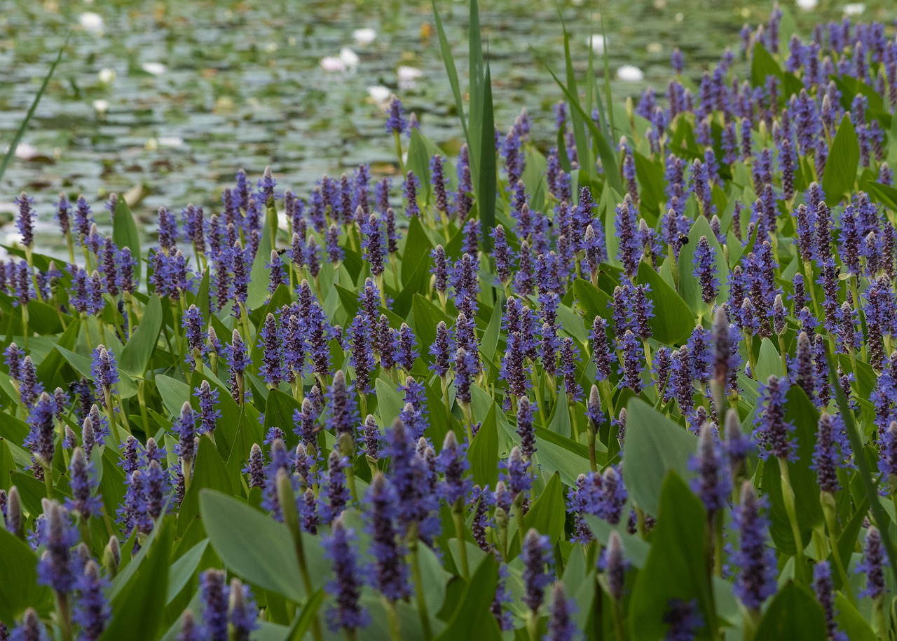 plant aquatic pontederie free photo