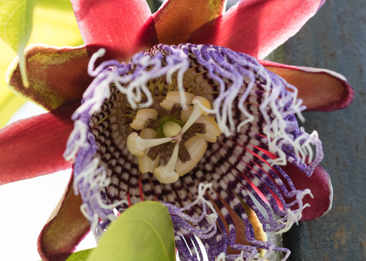 plant climbing passiflora free photo