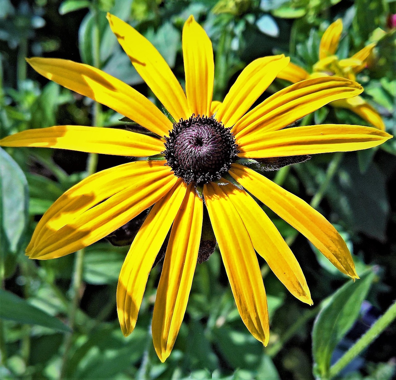 plant sun hat echinacea free photo