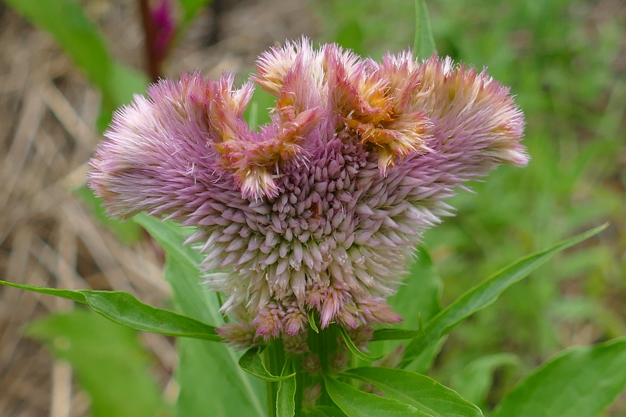 plant flower flora free photo