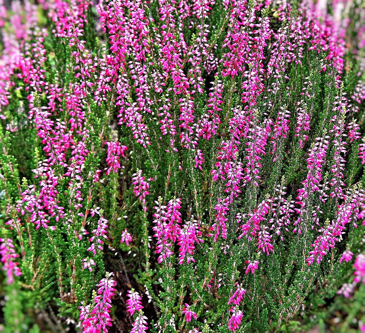 plant erika heather free photo