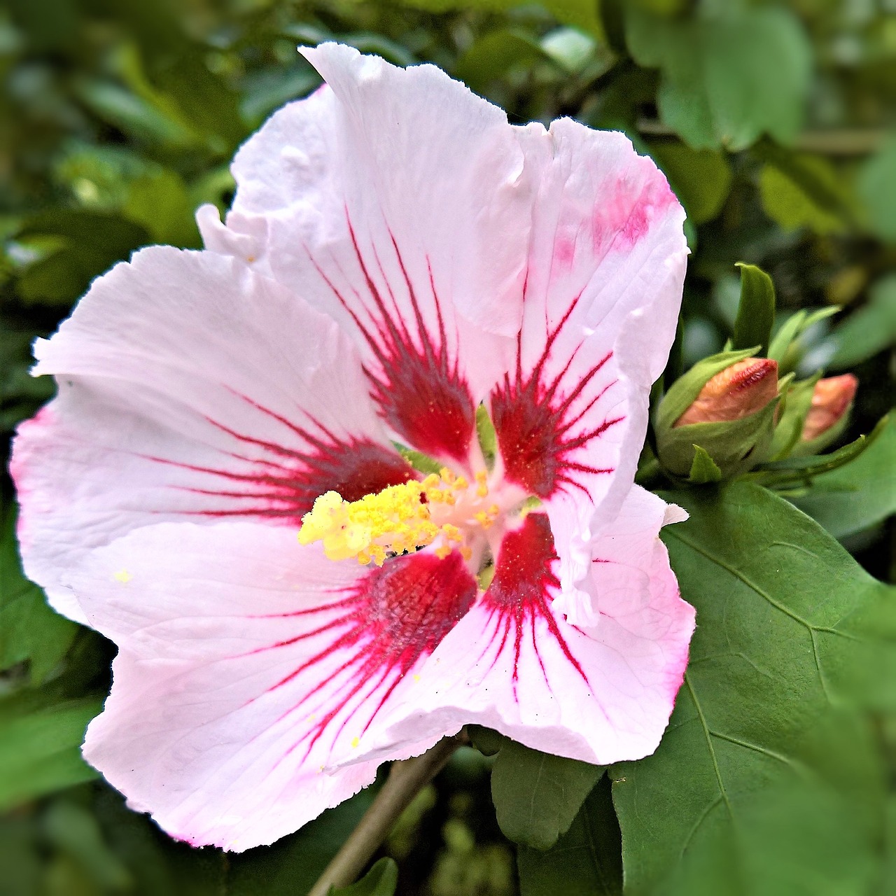 plant hibiscus mallow free photo