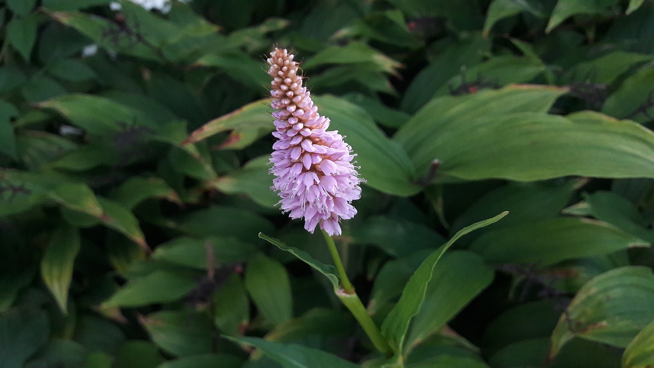 plant flower orchid free photo