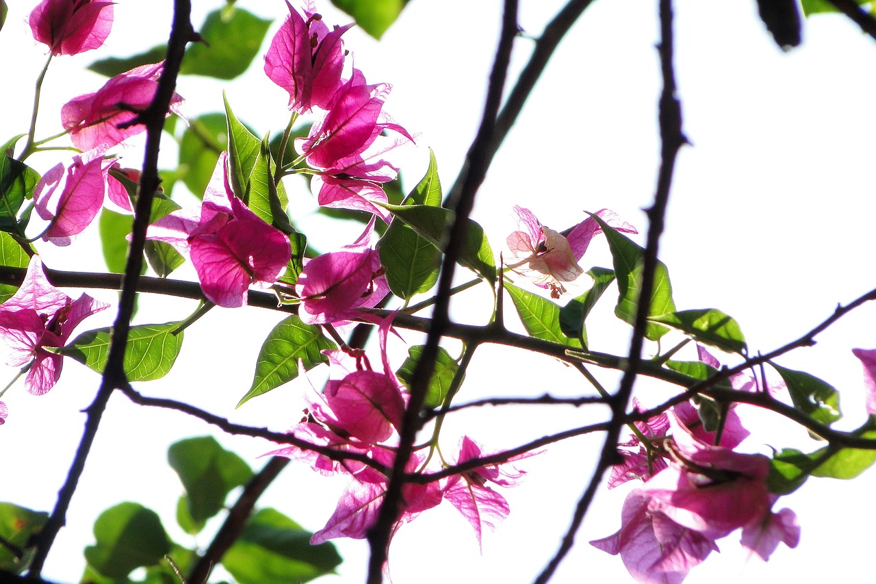 plant bougainvillea flowering free photo