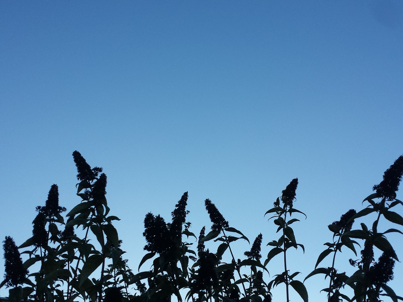 plant silhouette sky free photo